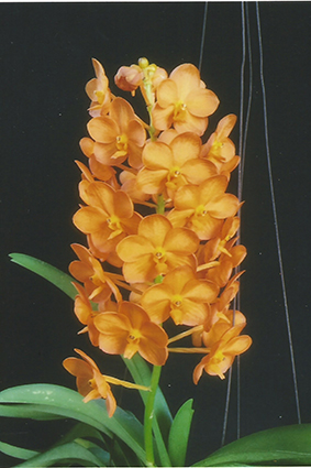 Vanda Thai Spots X Suksamran Spots ( Yellow Red Spots Flower